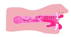 Sexflesh Sarahs Sexy Mouth Stroker
